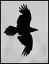 Аватар для Чёрный ворон