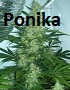 Аватар для Ponika