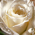 Аватар для Rose